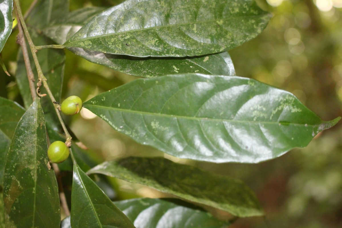 Aporosa lanceolata (Tul.) Thwaites